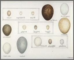 print eggs 1.jpg